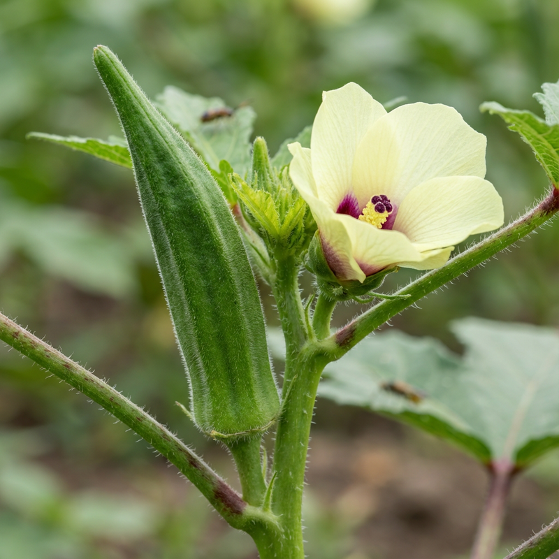 Okra (Abelmoschus esculentus), KI-Illustration