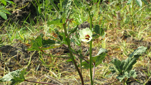 Okra — Bild 1 von 8