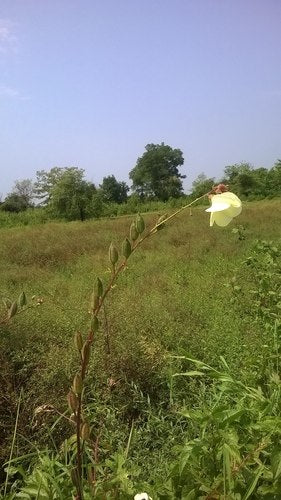 Okra — Bild 2 von 8