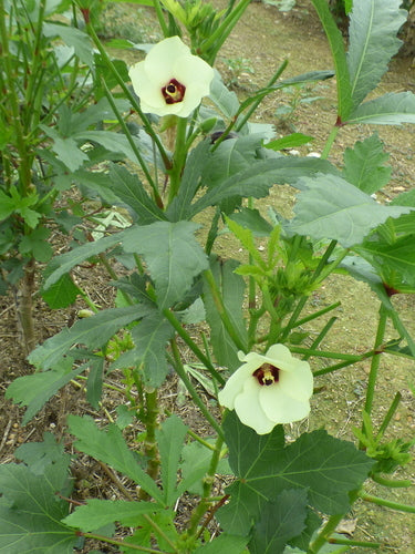 Okra — Bild 5 von 8