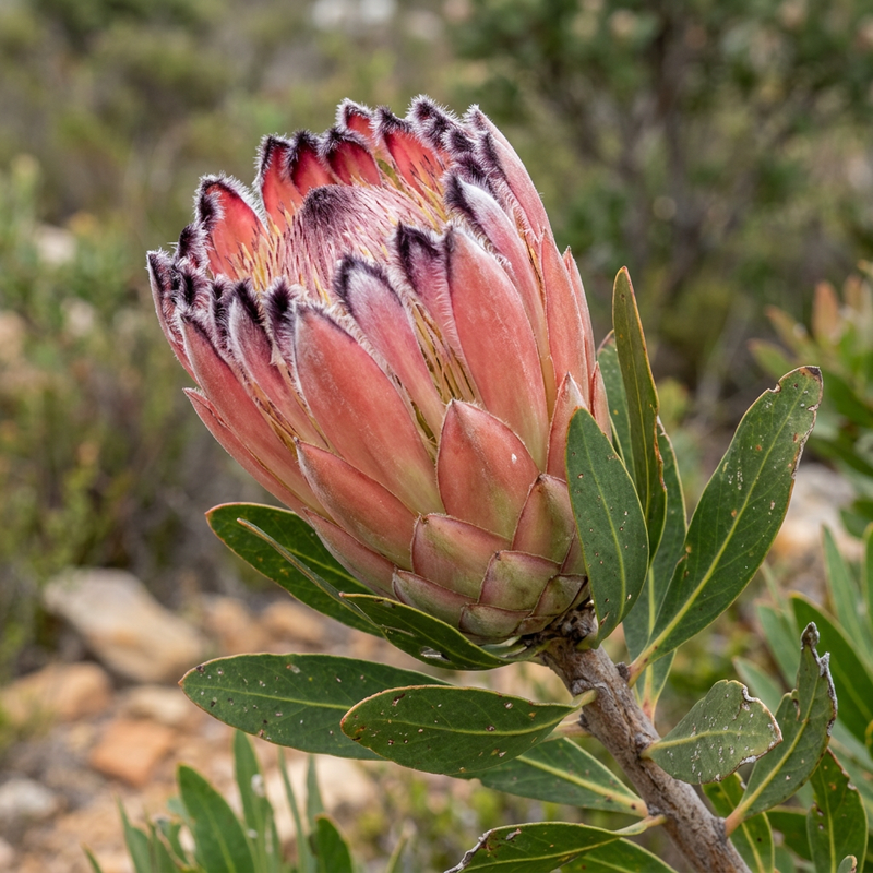 Oleander-Protea (Protea neriifolia), KI-Illustration