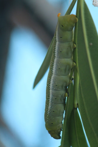 Oleander-Schwärmer — Bild 3 von 9