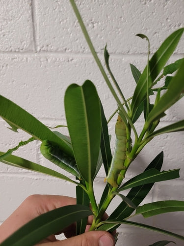 Oleander-Schwärmer — Bild 4 von 9