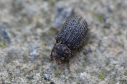 Otiorhynchus Scaber — Bild 5 von 8