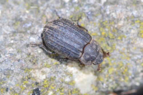 Otiorhynchus Scaber — Bild 3 von 8