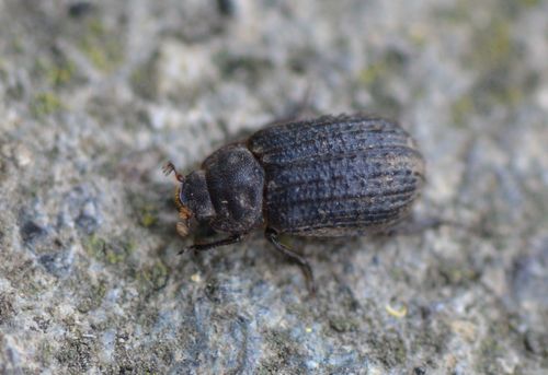 Otiorhynchus Scaber — Bild 2 von 8