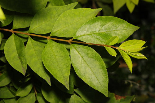 Ovalblättriger Liguster — Bild 5 von 12