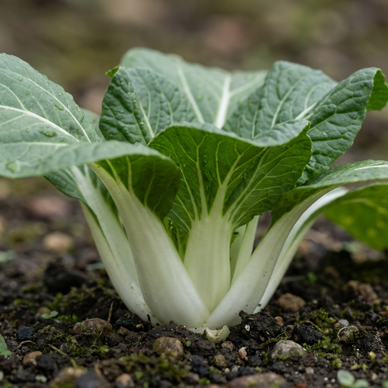 Pak Choi (Brassica), KI-Illustration