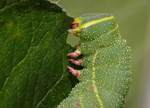 Pappelschwärmer — Bild 5 von 11