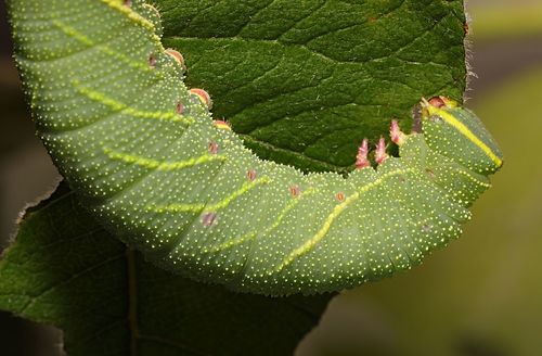 Pappelschwärmer — Bild 4 von 11