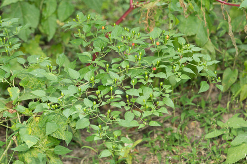 Paprika — Bild 2