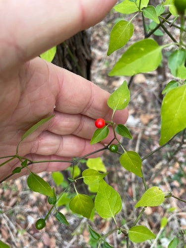 Paprika — Bild 4