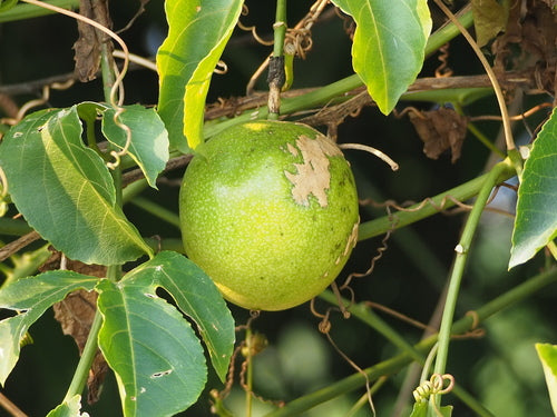 Passionsfrucht — Bild 4 von 8