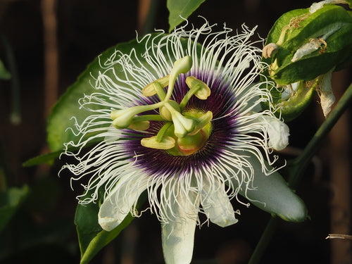 Passionsfrucht — Bild 5 von 8