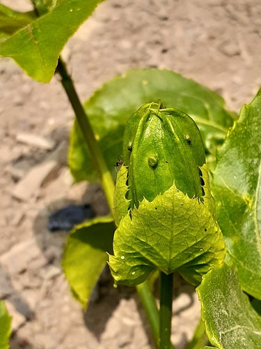 Passionsfrucht — Bild 1 von 8