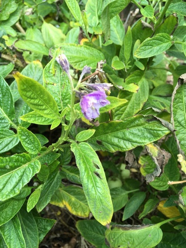 Pepino — Bild 2 von 2