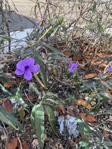 Petunien — Bild 1 von 8