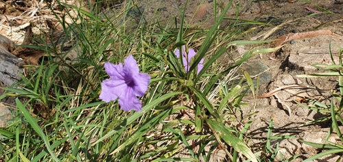 Petunien — Bild 3 von 8