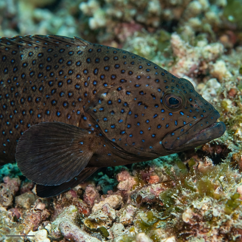Pfauenaugen-Zackenbarsch (Cephalopholis argus), KI-Illustration