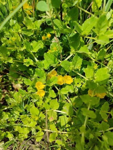 Pfennigkraut — Bild 5 von 10
