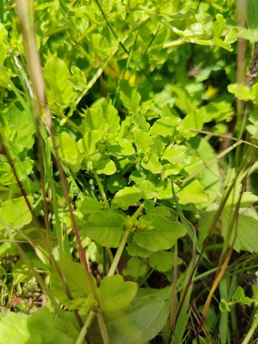 Pfennigkraut — Bild 4 von 10