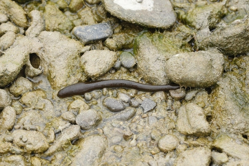 Pferdeegel — Bild 5 von 10