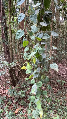 Philodendron — Bild 3 von 8