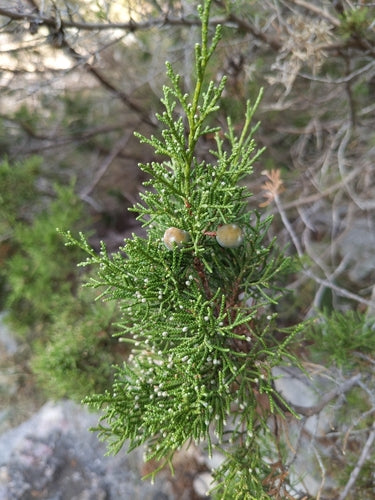 Phönizischer Wacholder — Bild 2 von 8