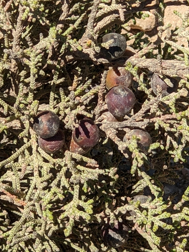 Phönizischer Wacholder — Bild 3 von 8