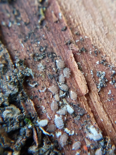 Pinselfüßer — Bild 4 von 8