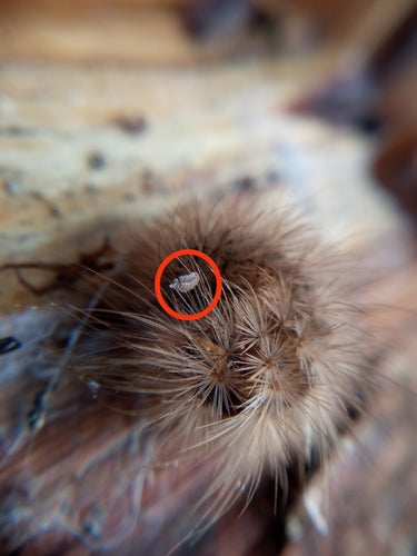 Pinselfüßer — Bild 1 von 8