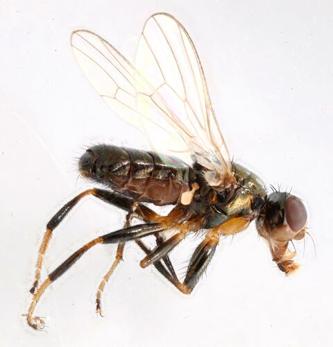 Piophila Casei — Bild 5 von 5