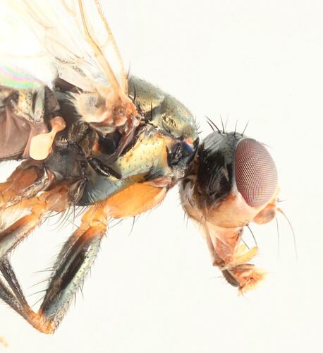 Piophila Casei — Bild 3 von 5