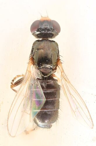 Piophila Casei — Bild 4 von 5