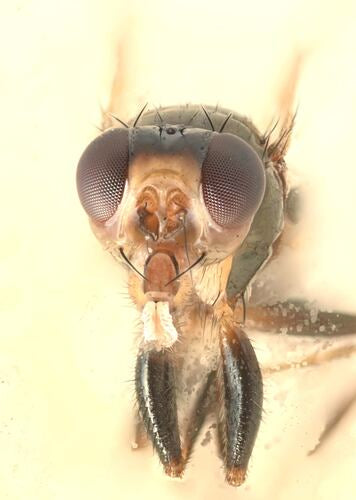 Piophila Casei — Bild 2 von 5