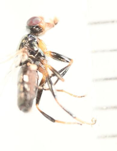 Piophila Casei — Bild 1 von 5