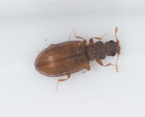 Plaster Beetles — Bild 3 von 4