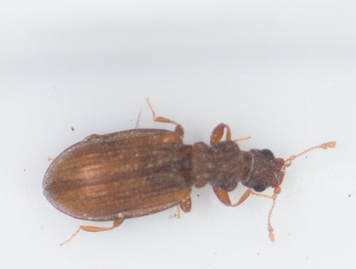 Plaster Beetles — Bild 4 von 4