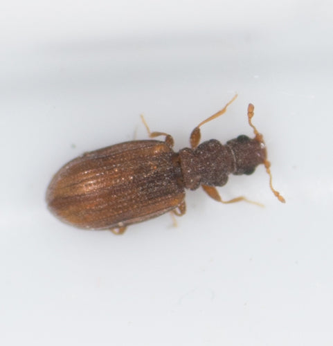 Plaster Beetles — Bild 1 von 4