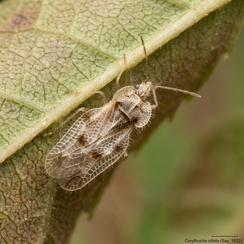 Platanen-Netzwanze (Corythucha ciliata), KI-Illustration