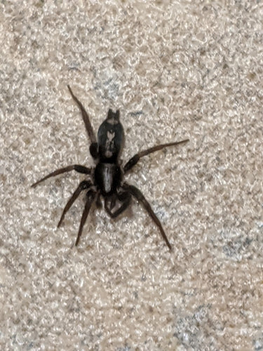 Plattbauchspinne — Bild 2 von 8