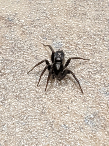 Plattbauchspinne — Bild 1 von 8