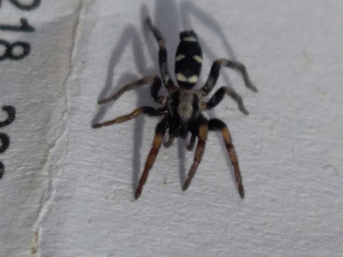 Plattbauchspinne — Bild 5 von 8
