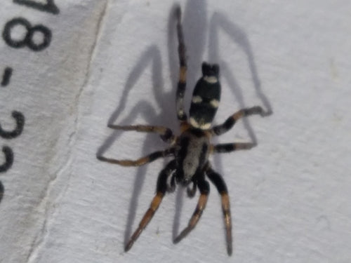 Plattbauchspinne — Bild 4 von 8