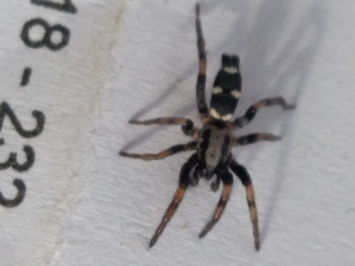 Plattbauchspinne — Bild 3 von 8