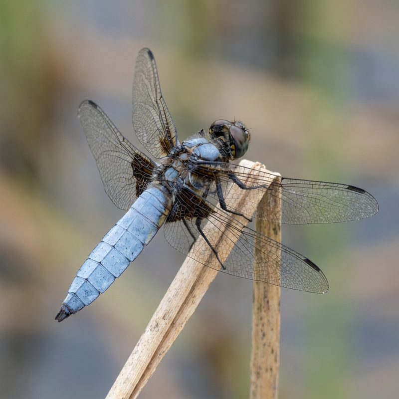 Platterbauch (Libellula depressa), KI-Illustration
