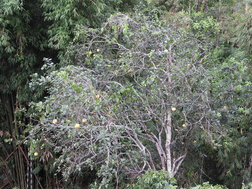 Pomeranze — Bild 4 von 8