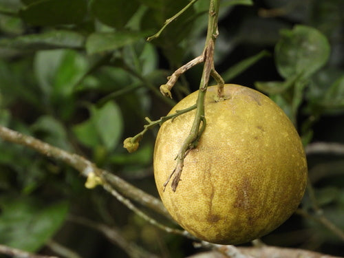 Pomeranze — Bild 3 von 8