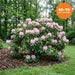 Pontischer Rhododendron 'Roseum' – Topf, 60–70 cm
