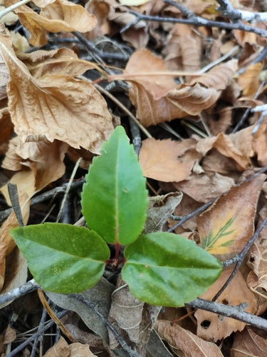 Portugiesischer Kirschlorbeer — Bild 5